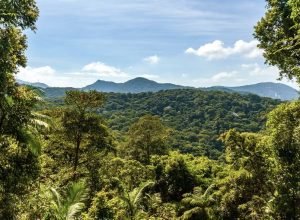 Carbono Retido de Biodiversidade - Serviços Ambientais - Crédito da Foto Divulgação
